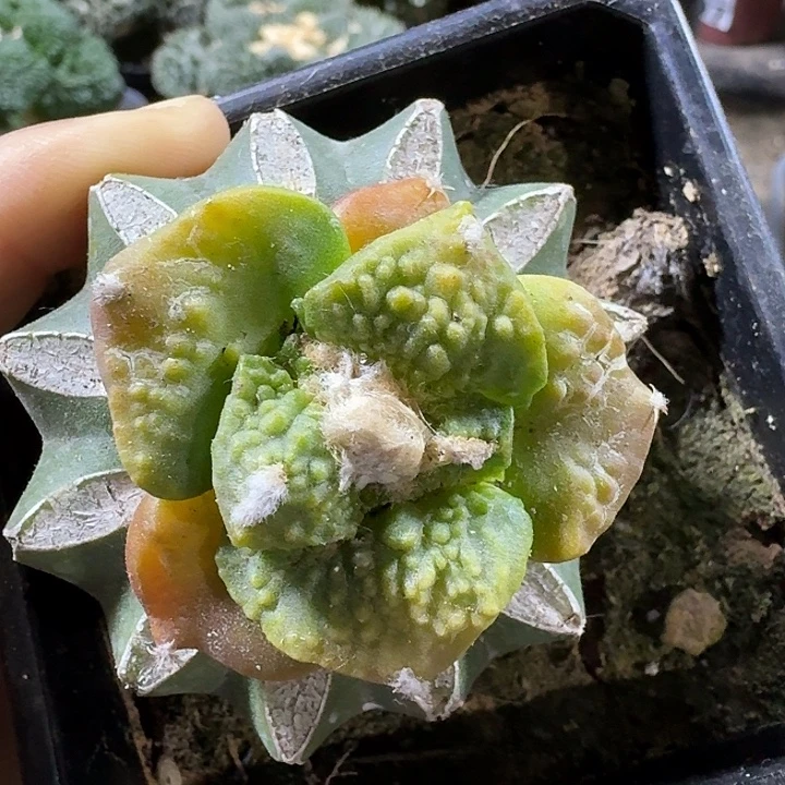 无花朵089大尤哥斯拉牡丹锦