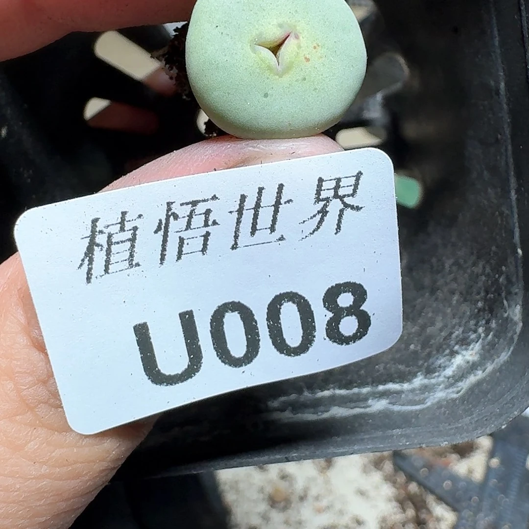 008盒多人多肉植物哇f g