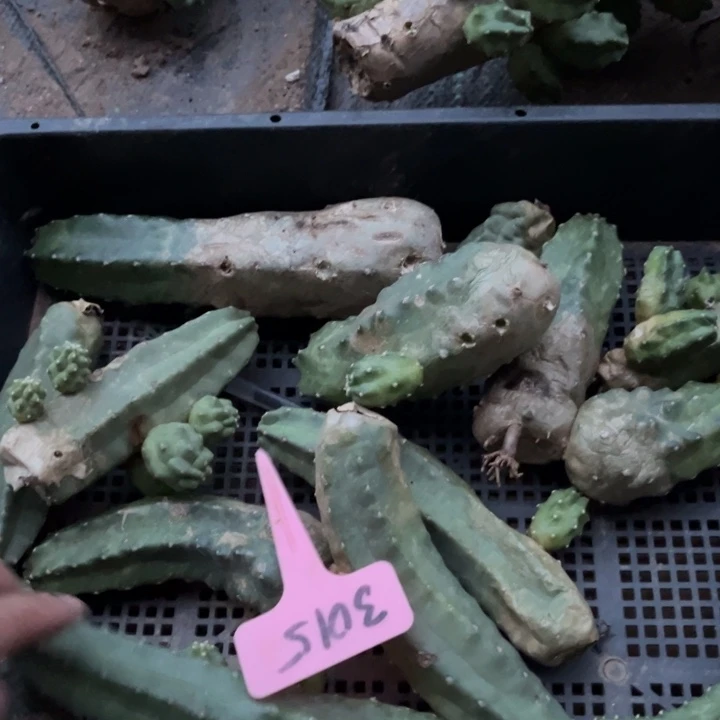 桃太郎侧芽一盘无售后3015