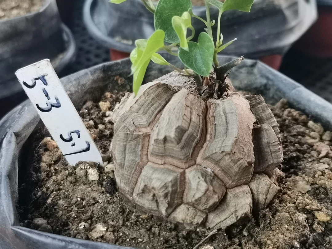 5-3南非块根植物龟甲龙