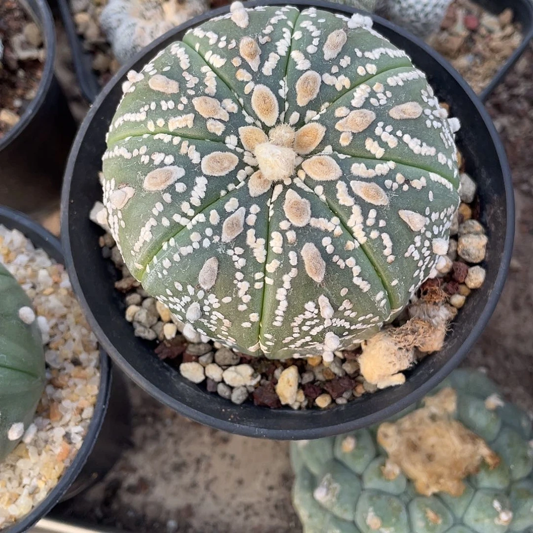 用***7仙人球实生天眼兜