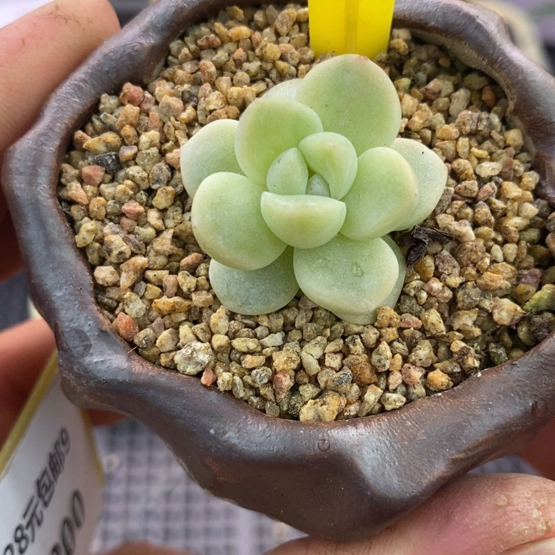 9199冰玉锦多肉植物