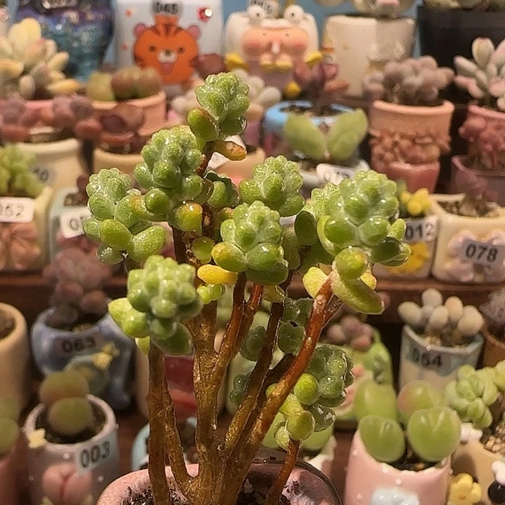 T幸运树盆口2.5cm