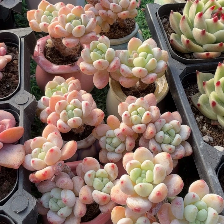 罗琦三头带盆一套。