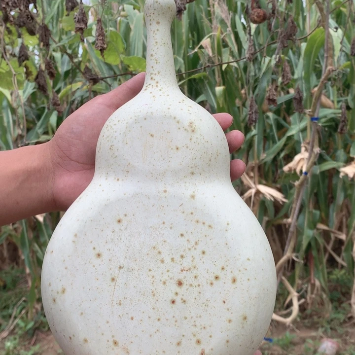 ****弯中号尺寸的夹扁的尺寸