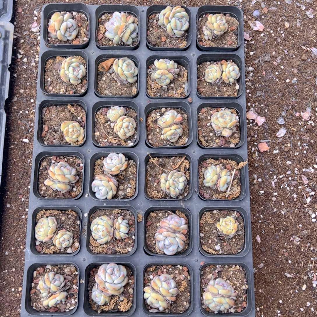 48颗一组单双混发石榴籽！尺寸不保，头数不保！