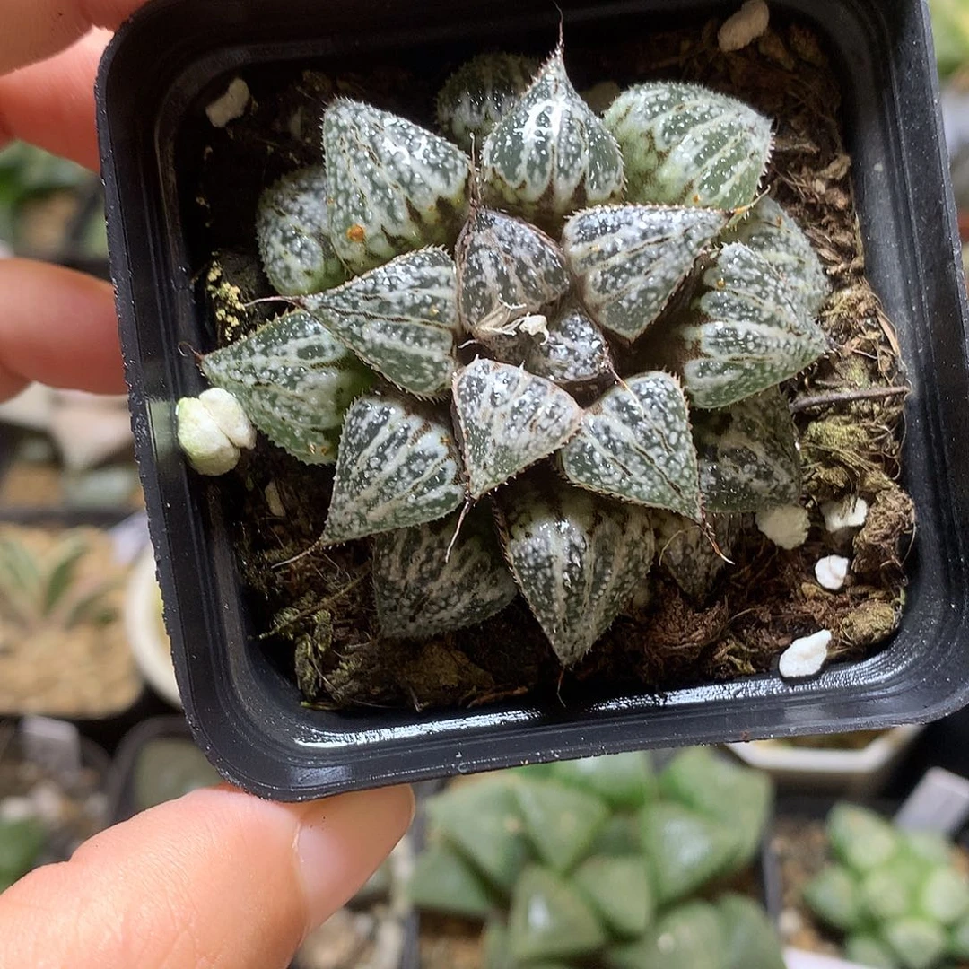 雪景色带盆土发货nulx