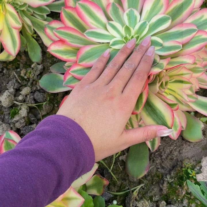 香妃多肉植物捧花的