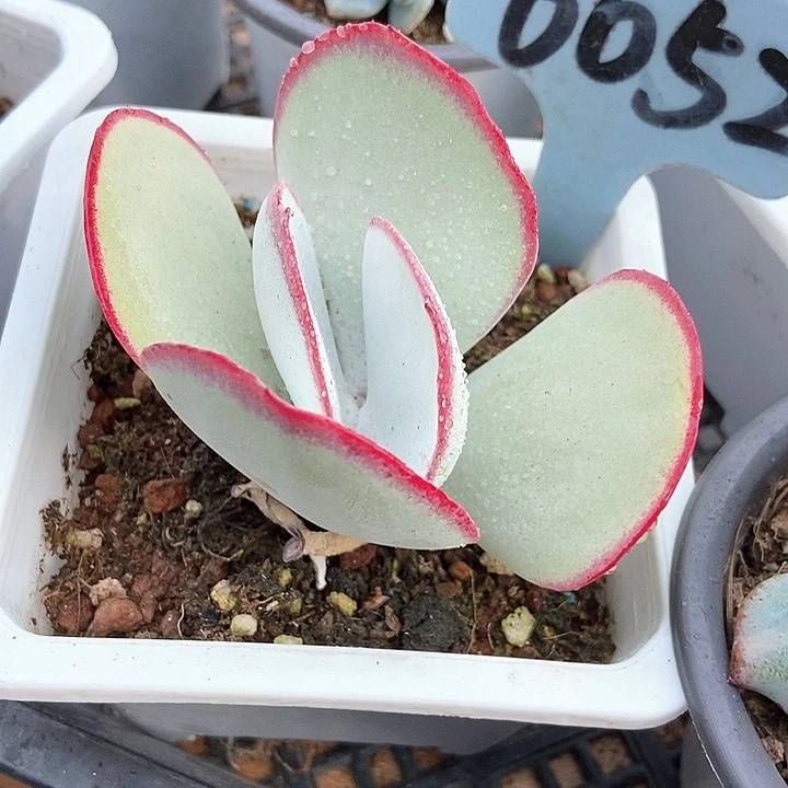 多肉植物白眉6052