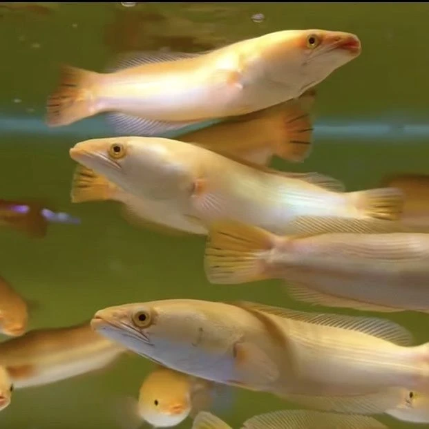 黄化铅笔大铅笔鱼雷龙雷龙大型凶猛肉食龙鱼热带观赏雷龙多曼雷龙