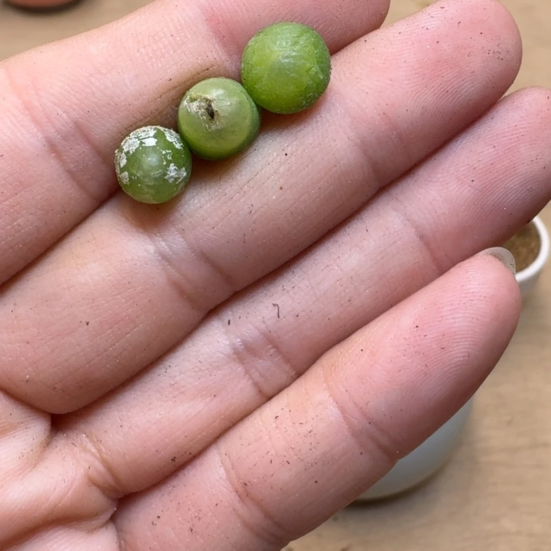 l****蔡24-143p p pp p p oo