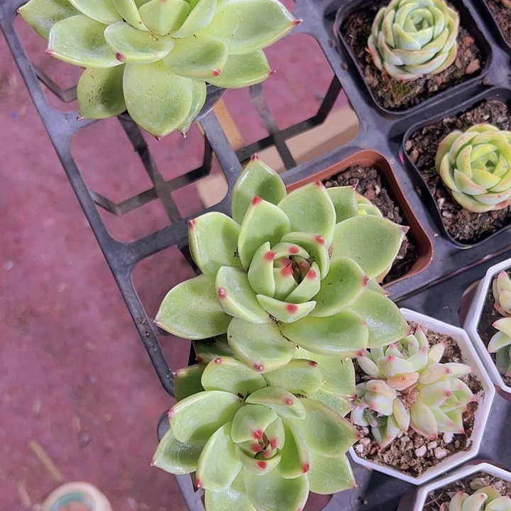 治**活蓝龙精品多肉植物大战