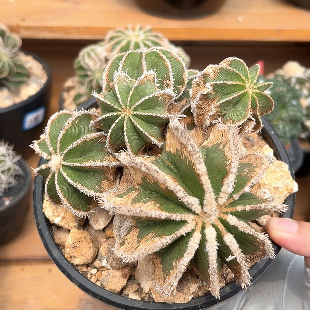 潮流植物 辛顿花笼