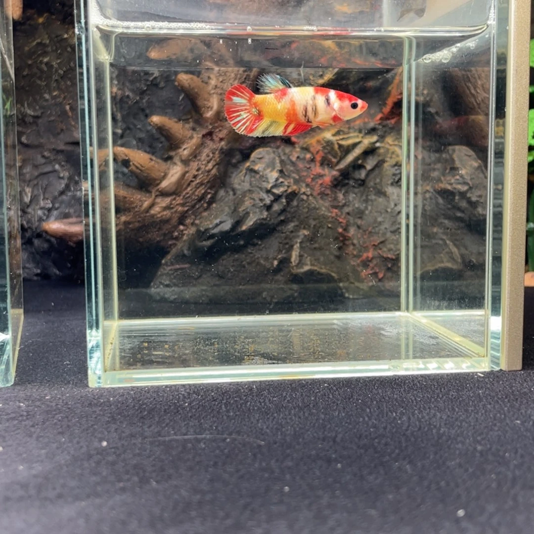 斗鱼十一月十五日竞价