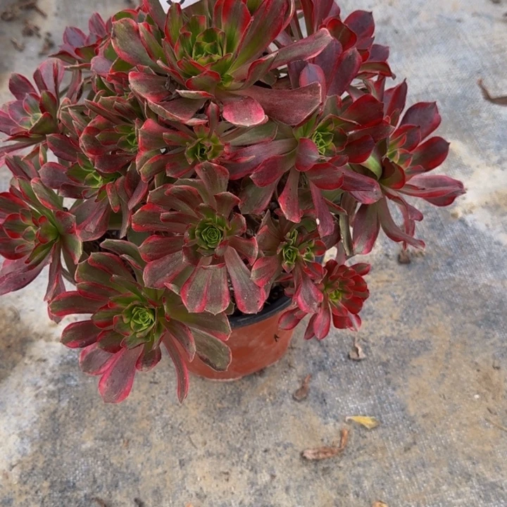 000000000000563安娜