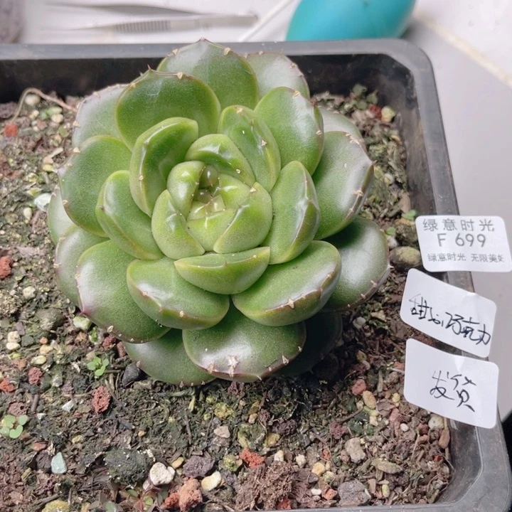 D***n699 皮埃拉珍妮 带陶瓷盆发货 满28包邮