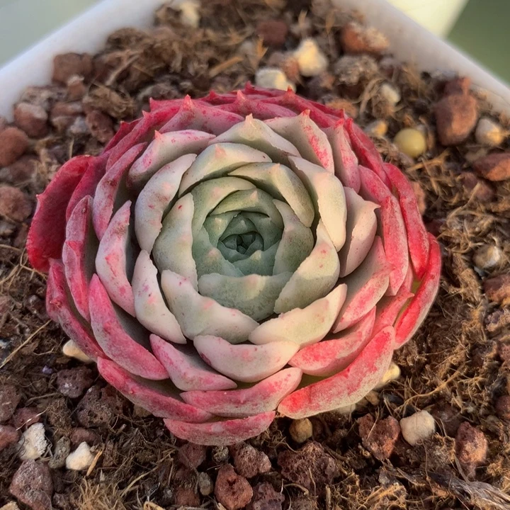 朱砂痣锦，一物一拍