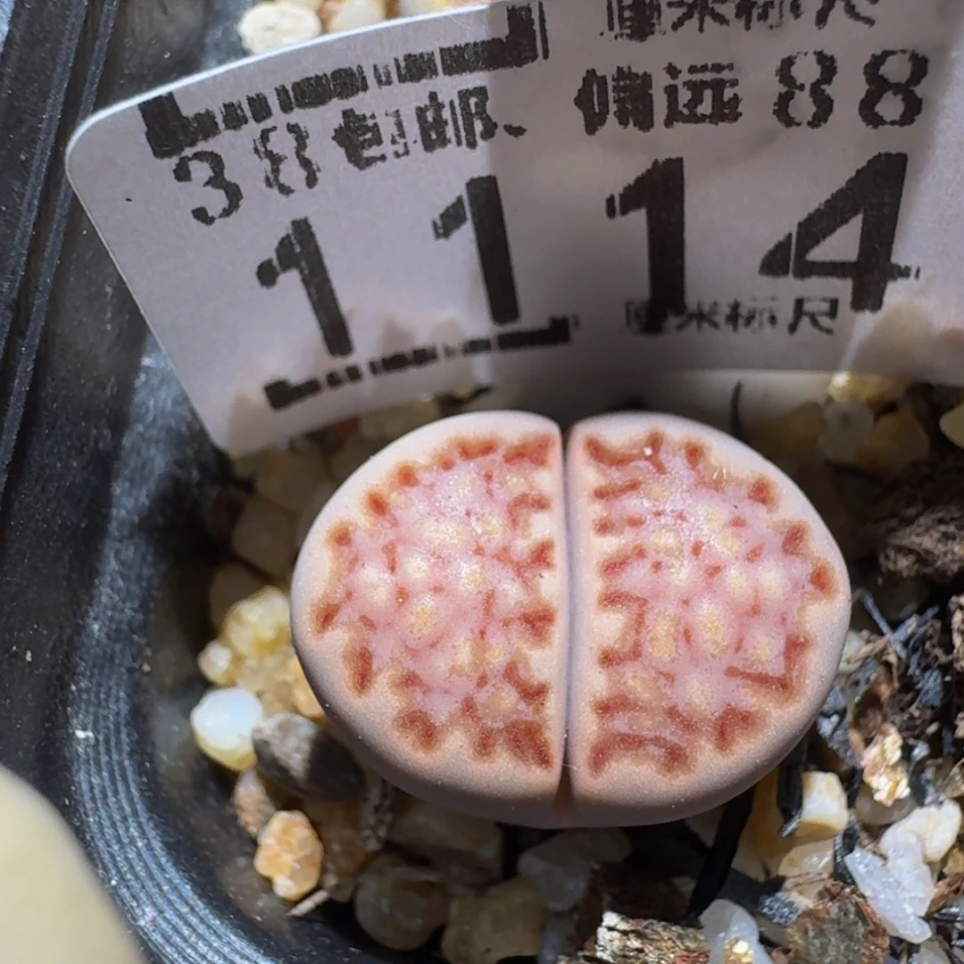 zzzz精品生石花肉锥1114