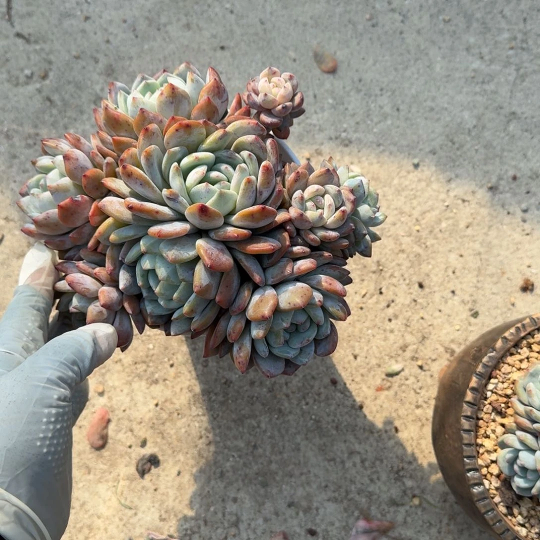 9头无砍星影大脸呀呀