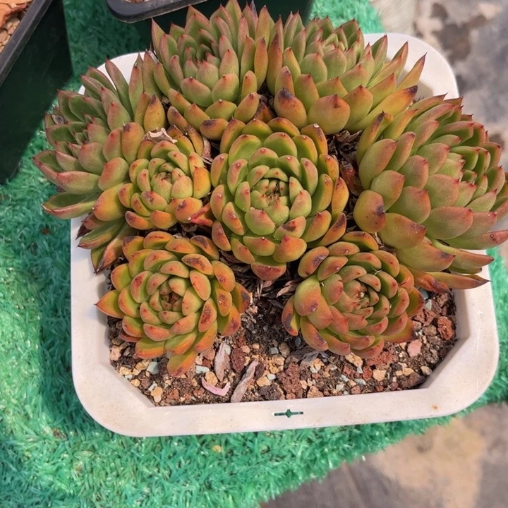 无花朵蓝*友家多肉一物一拍