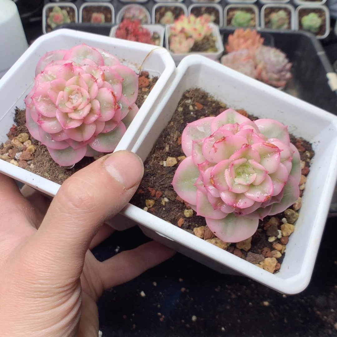 无花朵蜡牡丹锦2颗。9.99yyyyyy