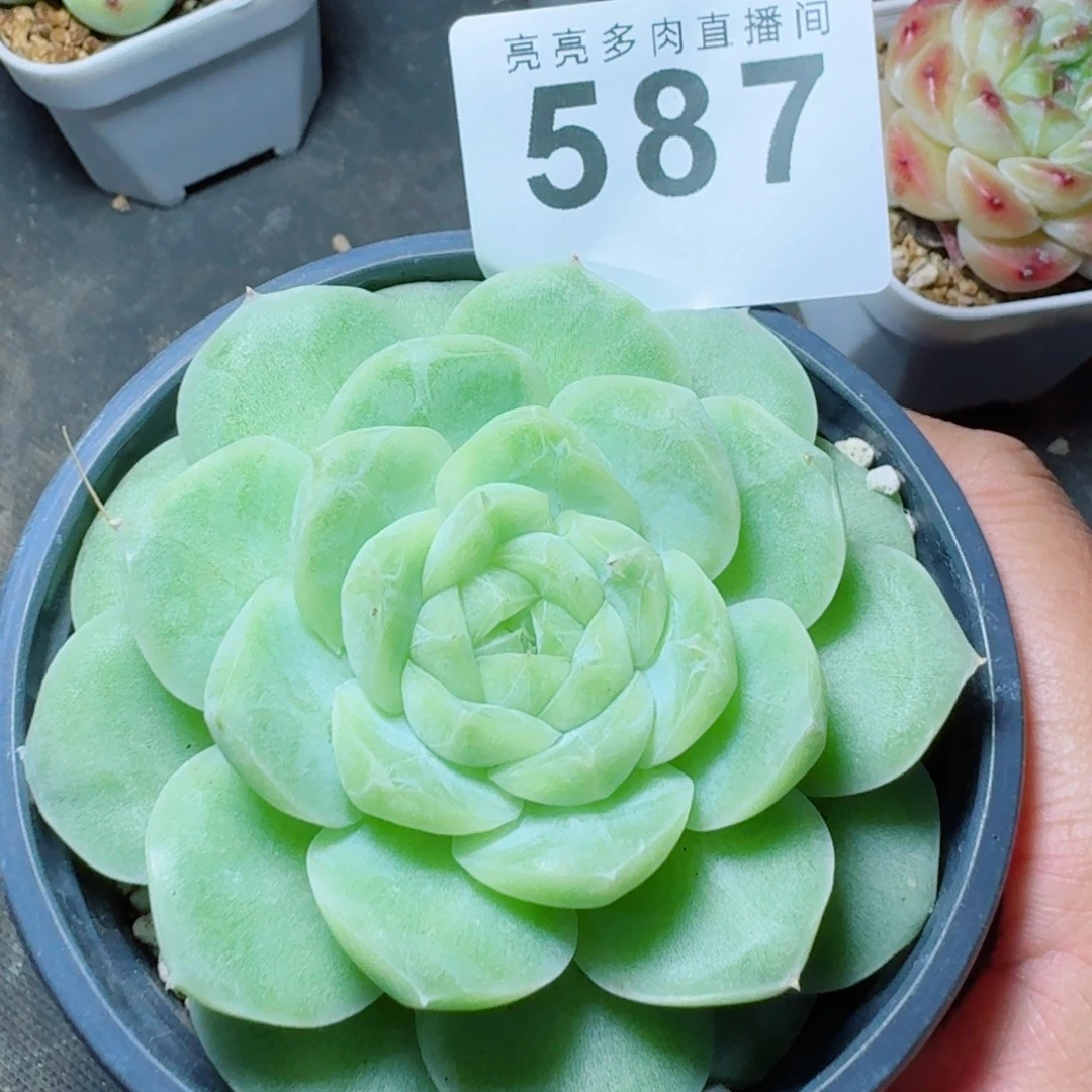 梨花白            精美多肉植物