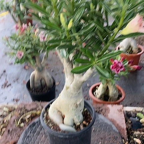 【闪购商品】无花朵阳*