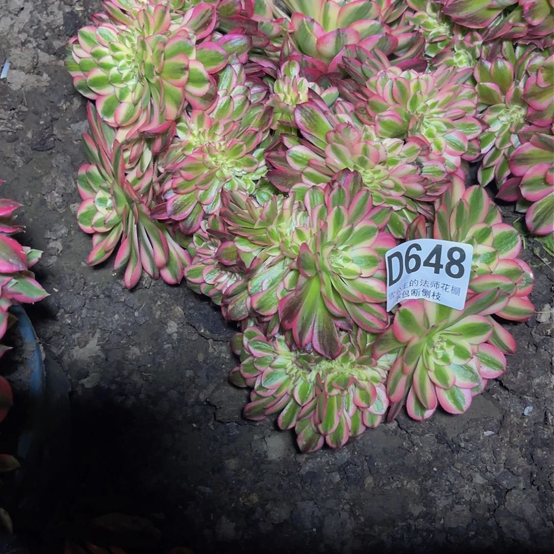 法师法师28-39包邮法师