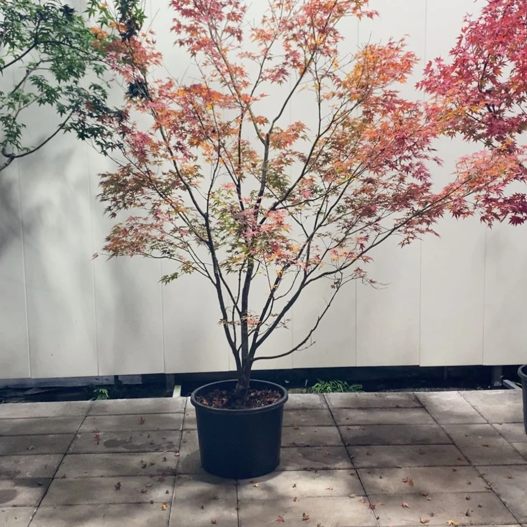 !***!无花朵粉矮人直播间一物一拍