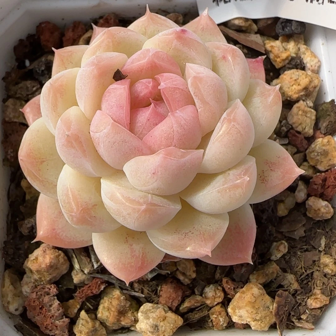 花语逸镜0131-581