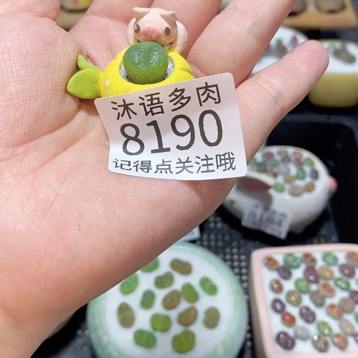 爱****带盆土植物 精美盆栽8190