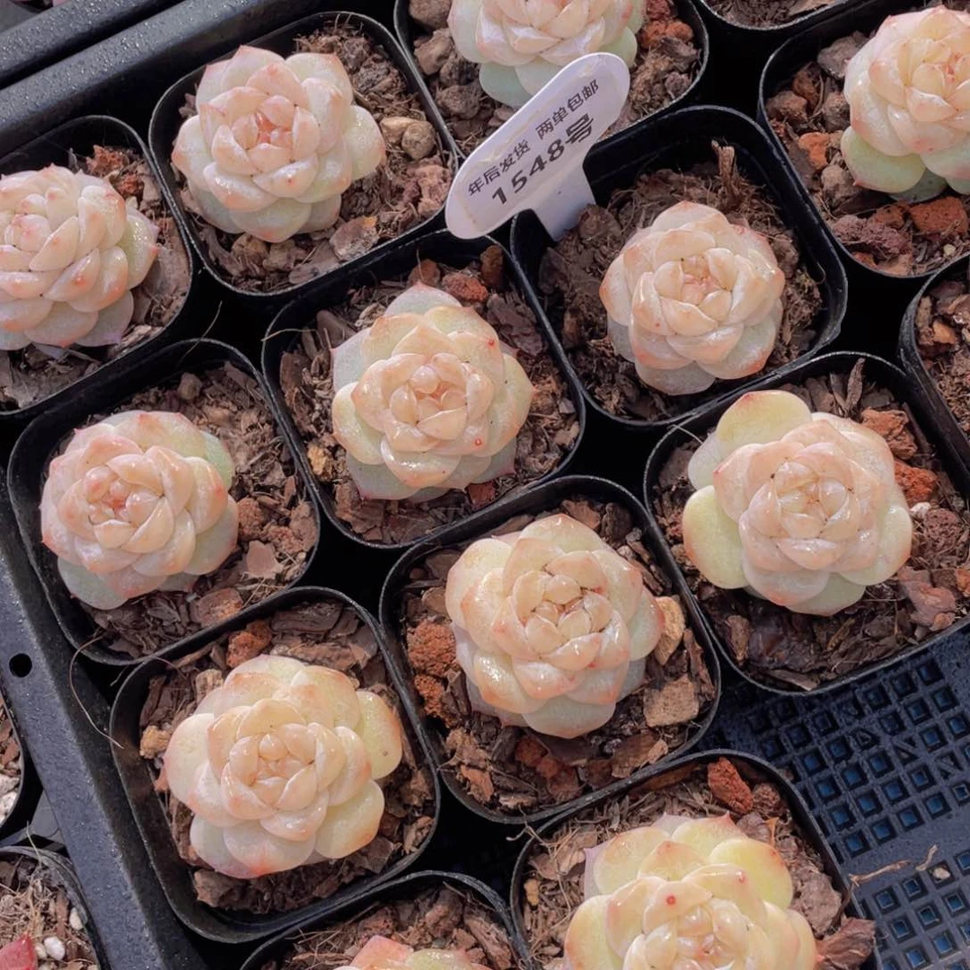 1548号优选水晶粉钻单头一个