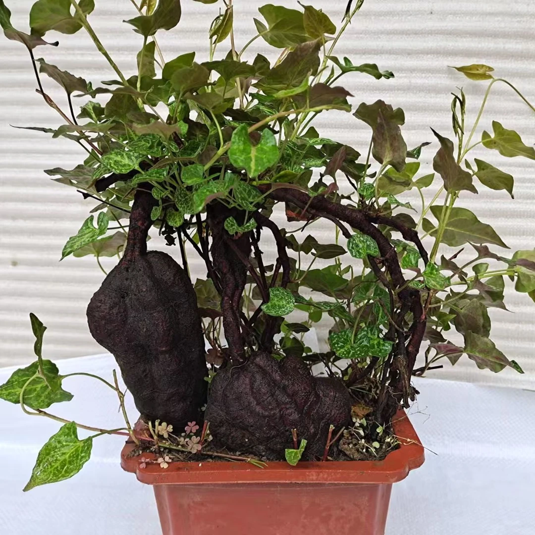 栀子花桃金娘何首乌盆榆树老桩盆栽绿植盆景微型客厅观赏老桩盆栽