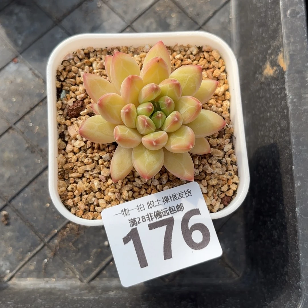 青花瓷单头无盆土发货