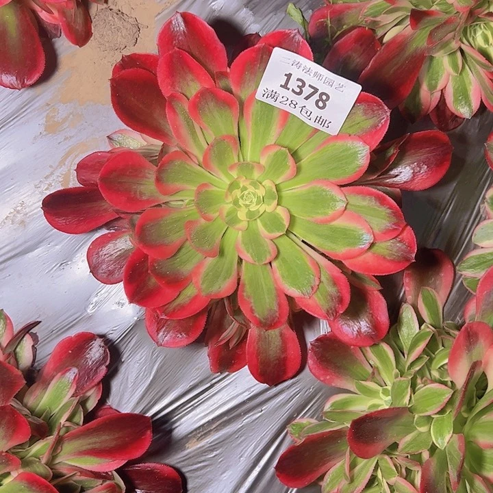 1378红女郎多肉植物2号