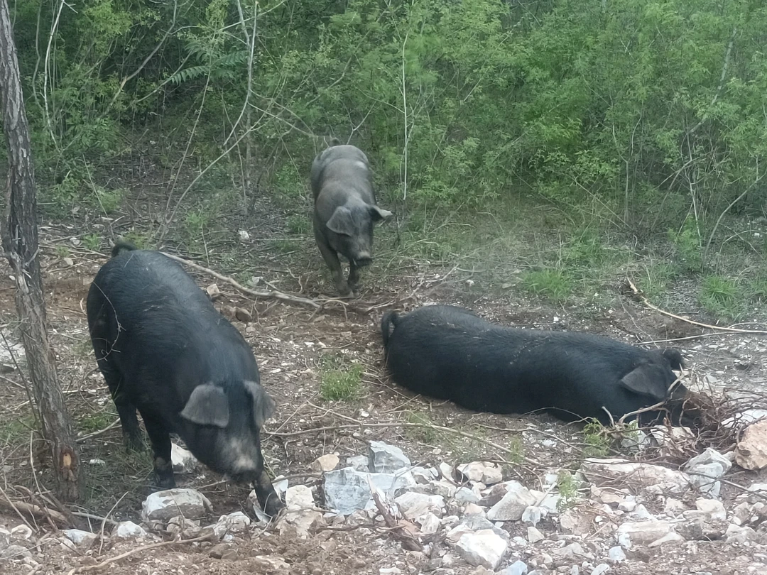 3号（五花肉腰条肉）农家自养黑猪跑山猪