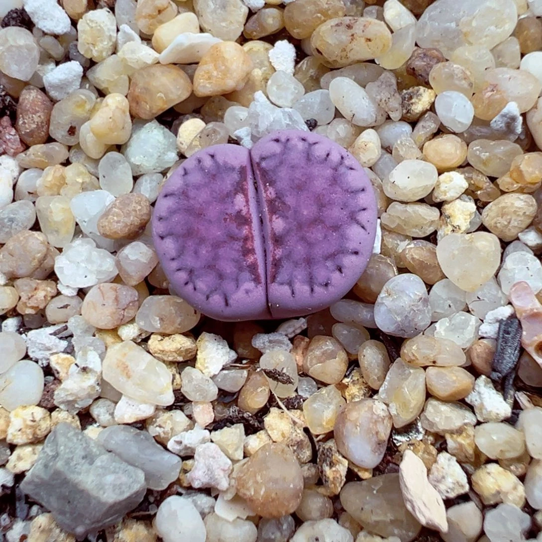 夏****完全开放优秀的肉肉620.-54