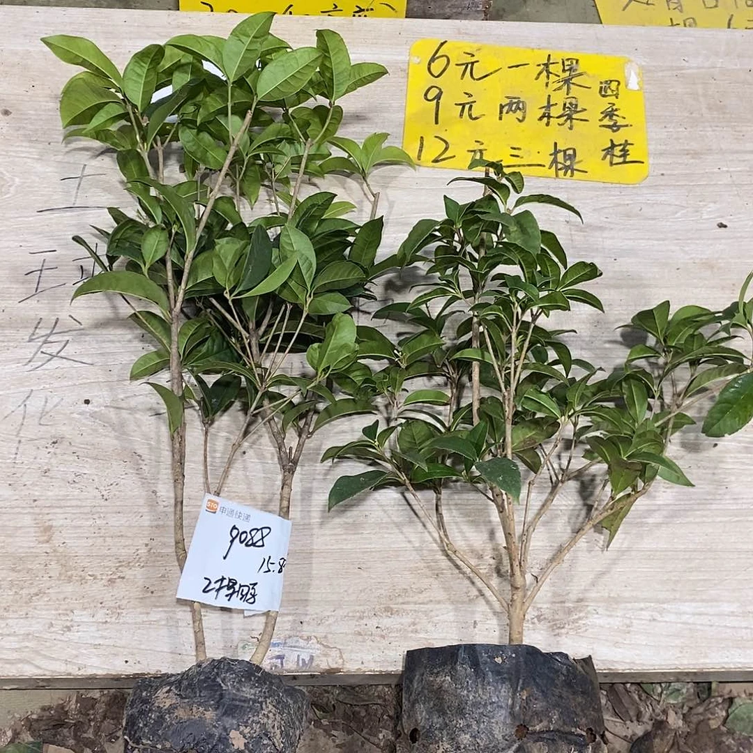 完全开放一物一拍的桂花