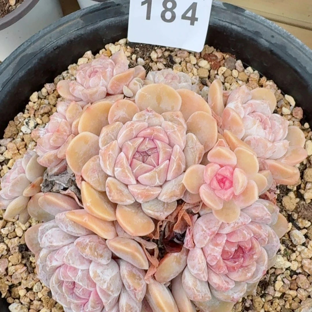 多*控汉堡         精品多肉