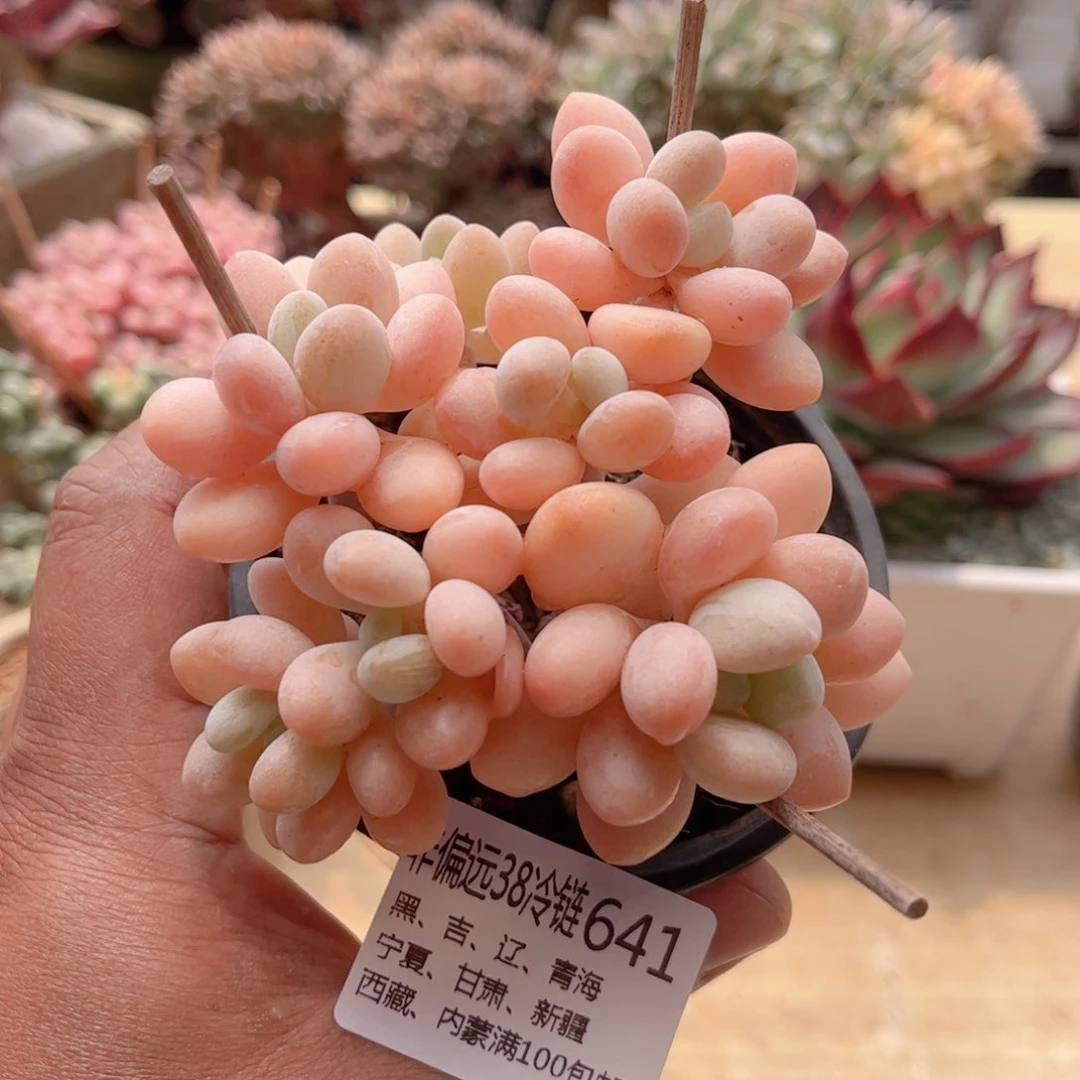 641粉珍妮德华多肉