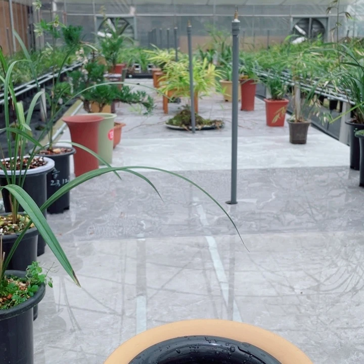 境***转完全开放转色紫红花