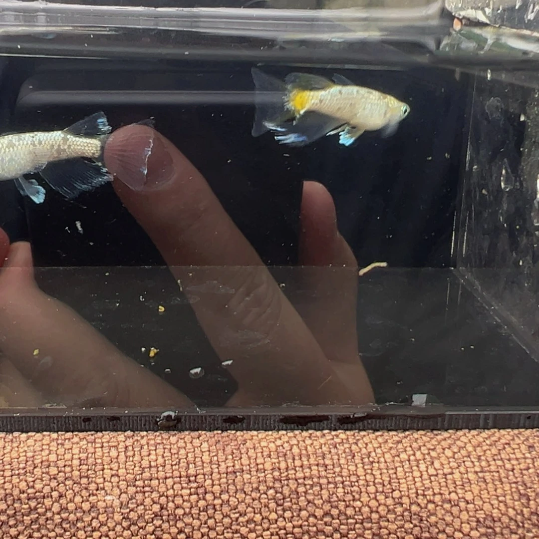 青鳉鱼614.美伦真长鳍一对