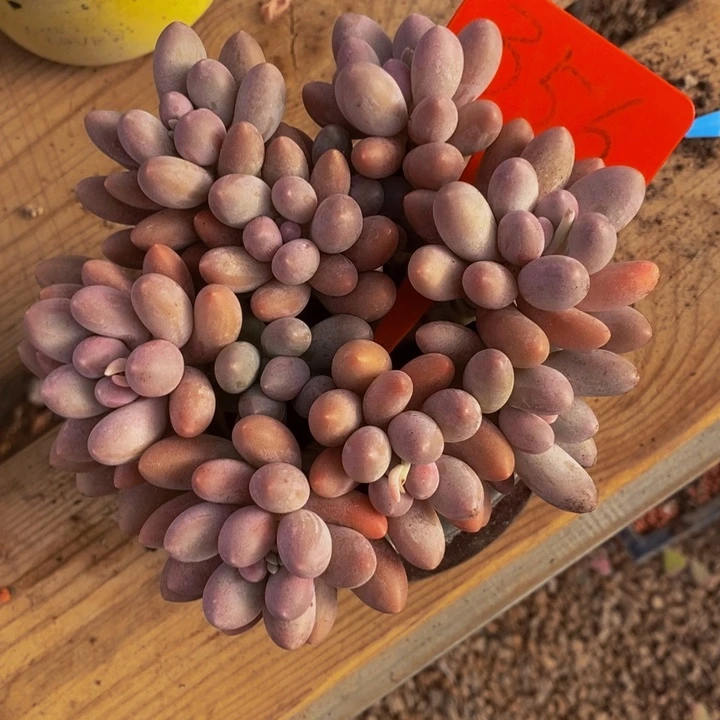 是你把它带回去我