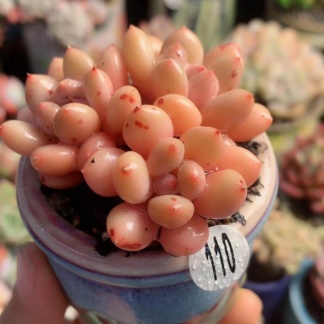 【闪购商品】么**?么么哒塞尔达