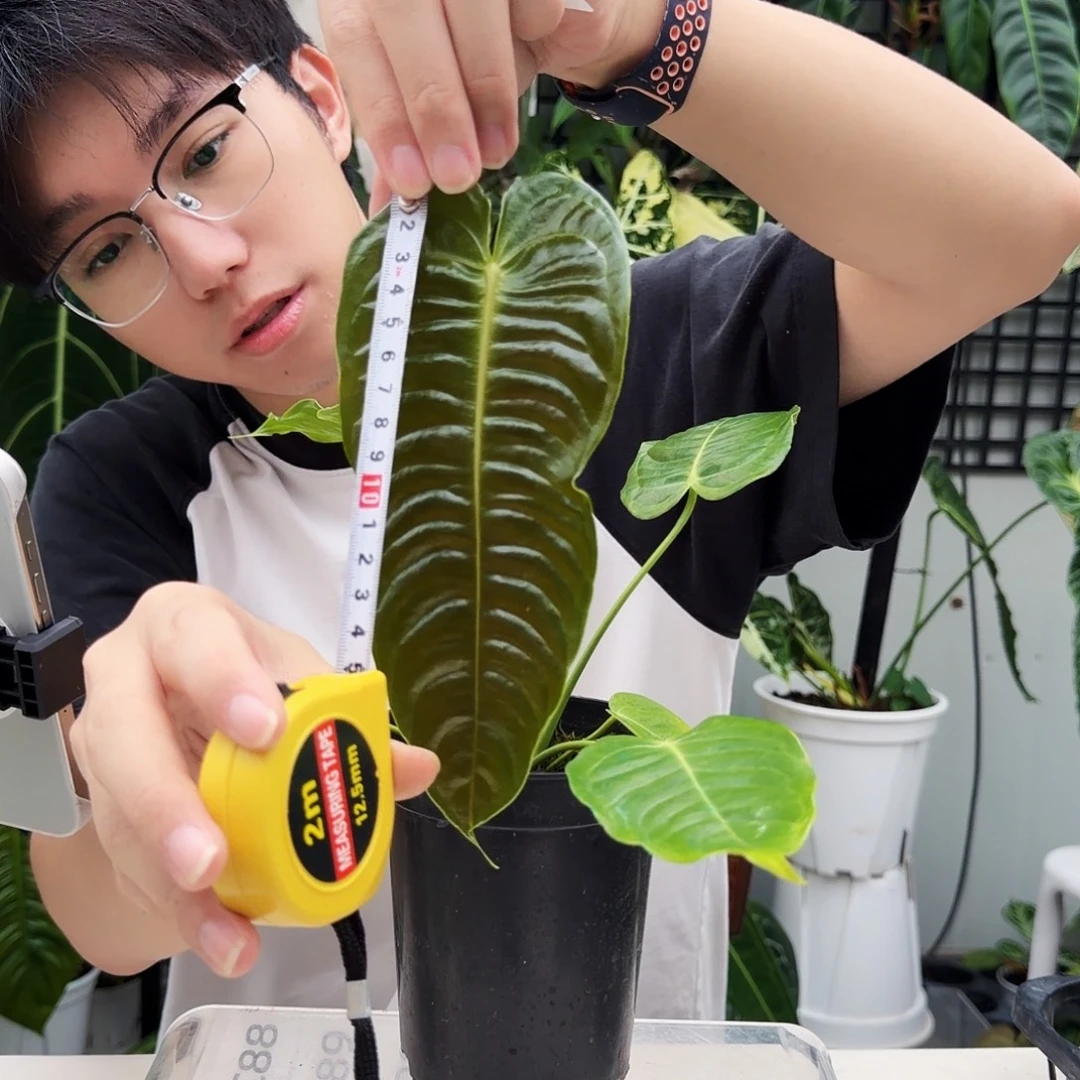 不开花植物C87 火鹤王