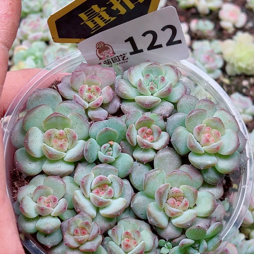 多肉植物多肉植物