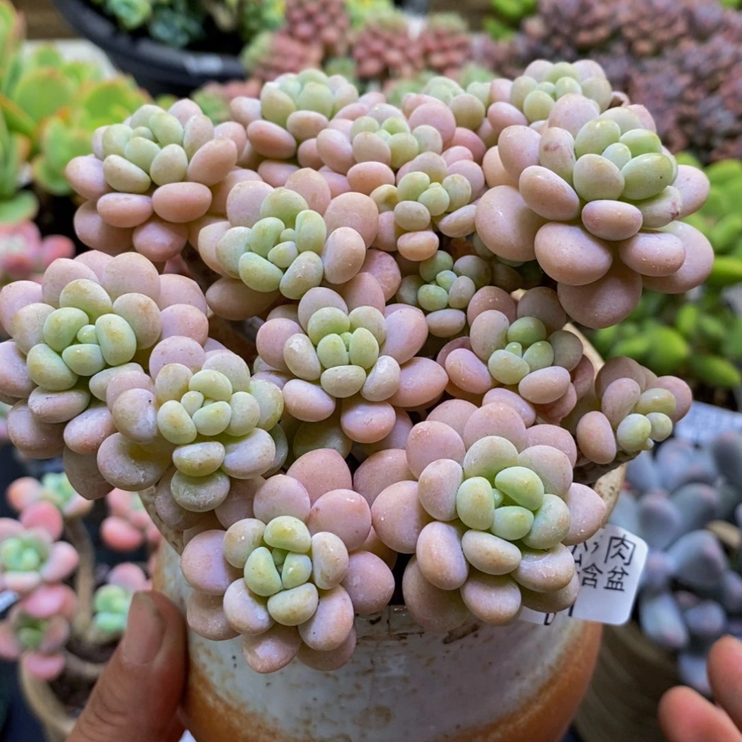 731洛可可10cm多肉