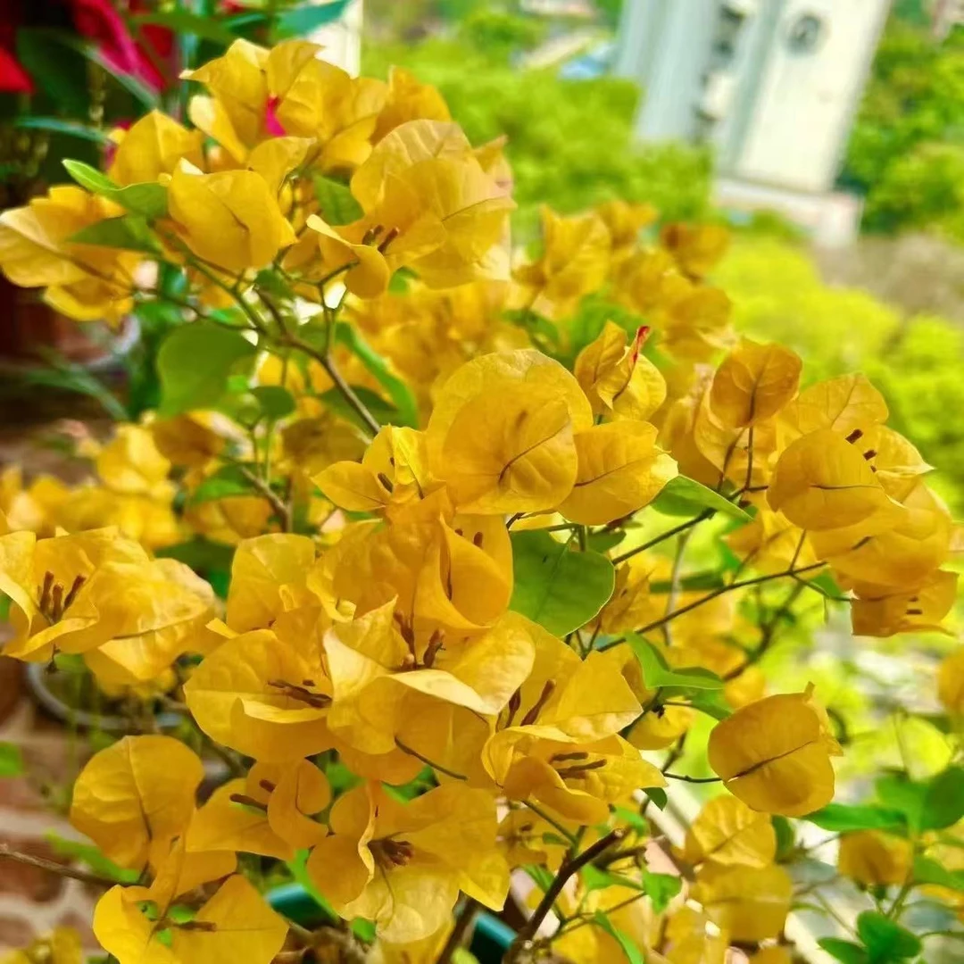 【金色光辉】三角梅四季勤花丰花(收到落花掉叶,光杆属正常不售后 )