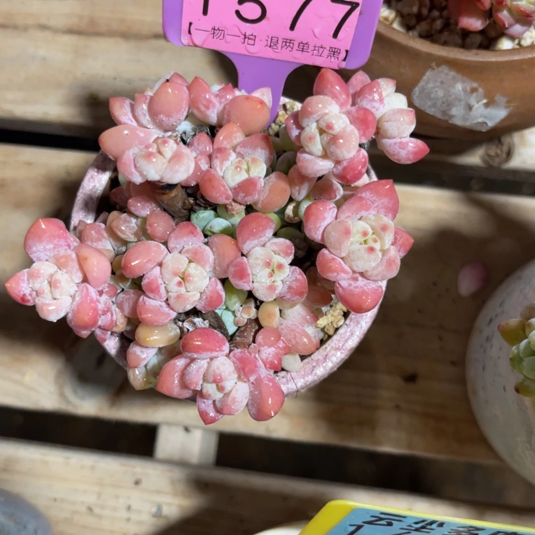 云尘多肉一物一拍不含盆1577