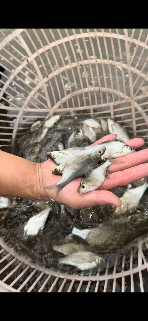 重庆团头鲂草鳊 活鱼
